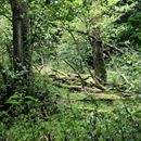 (2023-09-11) Rügen 2968 - Nationalpark Jasmund