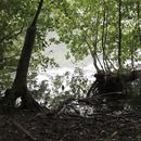 (2023-09-11) Rügen 2979 - Nationalpark Jasmund