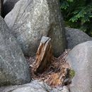 (2024-05-19) Pfingsten 3824 - Kromlau - Rakotzsee