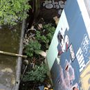 (2024-05-25) - 3932 - Grunewald - Teufelsberg mit Abhörstation; Müll in jeder Ecke