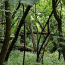 (2024-05-25) - 3941 - Grunewald - Teufelsberg mit Abhörstation; Wald entlang der Straße