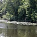 (2024-05-26) - 4022 - 7-Seen-Schiffstour - Ufer am Stölpchensee