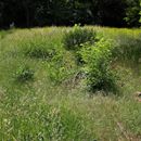 (2024-05-26) - 4114 - Rüdersdorf - Schmalspurgleisreste an der Schachtofenbatterie