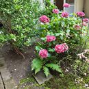 (2024-07-26) Schnappschüsse 165852 - im Wohnpark Löbtau