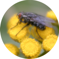 Rügen-Urlaub, Canon-Fotos: Steine, Flora, Fauna